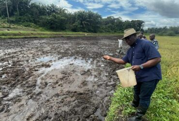 Eco Rice Sets To Hit The Market Again in December