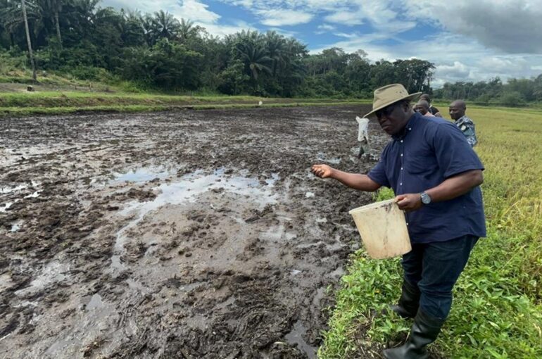 Eco Rice Sets To Hit The Market Again in December